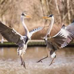 3. plads - Papir 1<br><br>