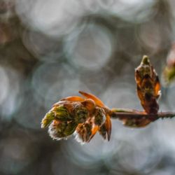 Februar 2018 - Tema: Bokeh<br>Fotograf: Marianne Wiil<br><br>