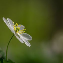 Februar 2025 - Tema: Flora<br>Fotograf: Astrid Tyge Nielsen<br><br>