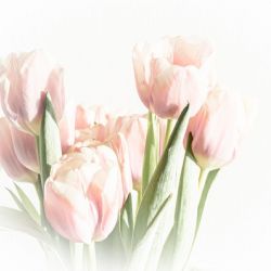 Marts 2021 - Tema: High key<br>Fotograf: Mirja Kilpanen