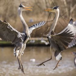 Maj 2016 - Tema: Dyr<br>Fotograf: Torben Jensen<br><br>