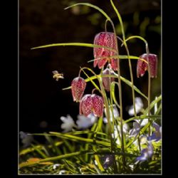 Maj 2020 - Tema: Forår 2020<br>Fotograf: Walther Risom<br><br>