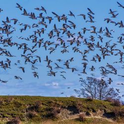 Maj 2021 - Tema: Naturen Kalder<br>Fotograf: Ivan Olsen<br><br>