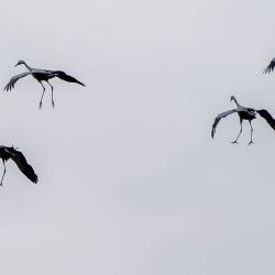 Maj 2023 - Tema:Fugle<br>Fotograf: Jesper Skovbølle<br><br>