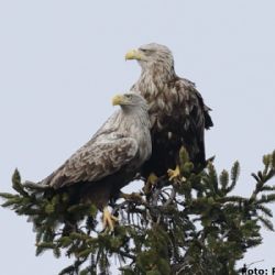 Juni 2020 - Tema: Harmoni<br>Fotograf: René Fokdahl<br><br>