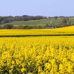 Juni 2024 - Tema: Skudt i maj 2024<br>Fotograf: Flemming Wulff<br><br>