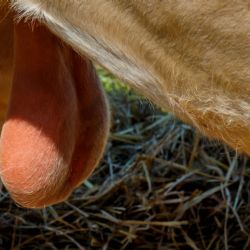 Juli 2016 - Tema: Tæt på<br>Fotograf: Kurt Pedersen<br><br>