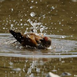 September 2023 - Tema: Bevægelse<br>Fotograf: René Fokdahl