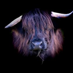 Oktober 2023 - Tema: Dyr<br>Fotograf: Carsten Bagge