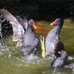 December 2022 - Tema: Levende natur<br>Fotograf: Søren Jensen<br><br>