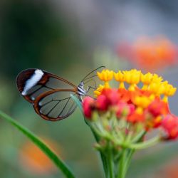 December 2023 - Tema: Tæt på<br>Fotograf: Jesper Skovbølle<br><br>