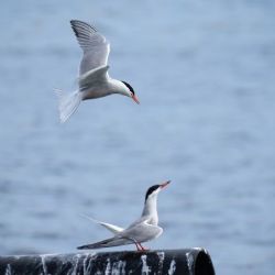 2. plads - Papir 1<br><br>