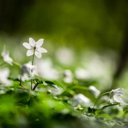 Juni 2019 - Tema: I skovens dybe stille ro<br>Fotograf: Astrid Tyge Nielsen<br><br>