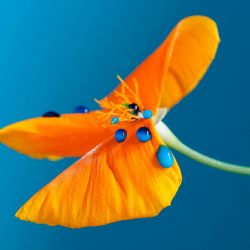 2. plads - Papir 2<br>Maria Pilar Palomino<br><br>