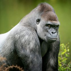 1. plads - Digital 2<br><br>