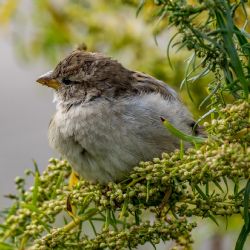 1. plads - Papir 1<br><br>