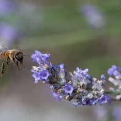 1. plads - Digital 2<br>Anna Lange<br><br>