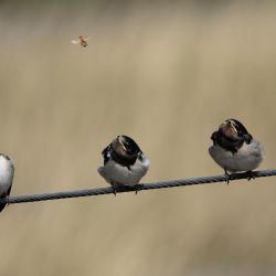 3. plads - Digital 2<br><br>