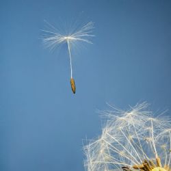 Juli 2020 - Tema: Enkelt<br>Fotograf: Gert Eg