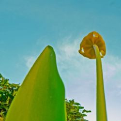 Juni 2018 - Tema: Frøperspektiv<br>Fotograf: Finn Lembcke