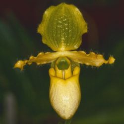 <i>Orkide-8</i><br>