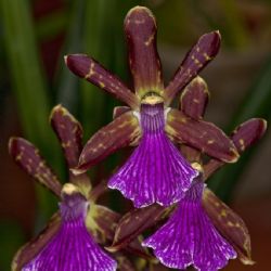 <i>Orkide-17</i><br>
