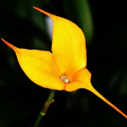 <i>Orkide-3</i><br>
