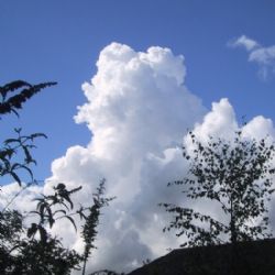 <i>Cumulus congestus, Hjørring - Aug. 2005</i><br>