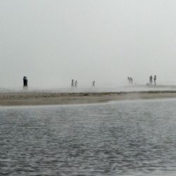 <i>Havgus ved Hals strand - maj 2010</i><br>