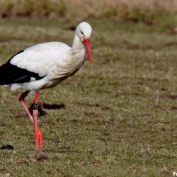 <i>Hvid Stork var på besøg på syd Amager fra d. 15 - 18/3-18. Foto fra Dragør.</i><br>
