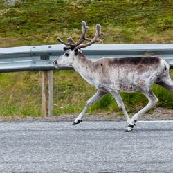 <i>Skarsvåg</i><br>