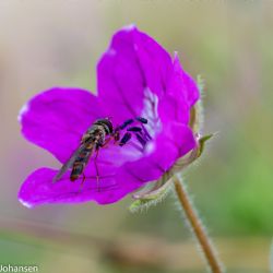 <i>Foto taget i Botanisk Have</i><br>