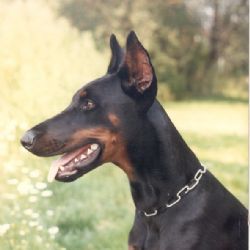 Hunde