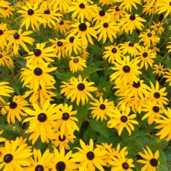 Blomster