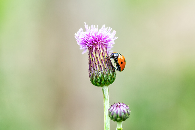 Macro